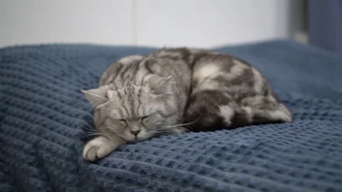 British gray cat sleeps on the bed in the bedroom. The domestic cat is resting Stock Footage 168205542