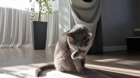 British gray cat washes his face in slow motion Stock Footage 236452338