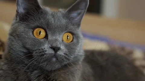 British gray cat is watching a moving object. Video stock 140352282