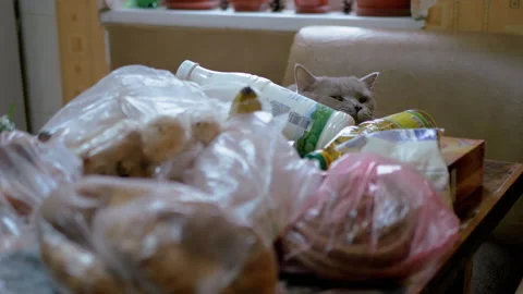 British Gray Home Cat Sniffs, Inspects, Unpacks Purchases on Table. Shopping. 4K Stock Footage 150107391