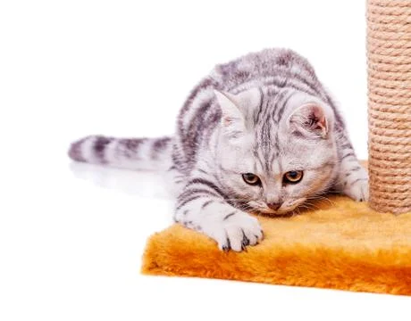 British Grey cat Foto stock