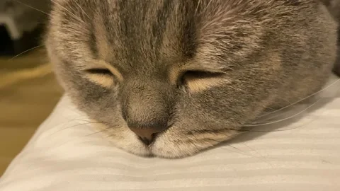 British grey cat is sleeping Stock Footage 175295426