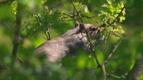 A British grey squirrel eating in slow motion Stock Footage 334653528