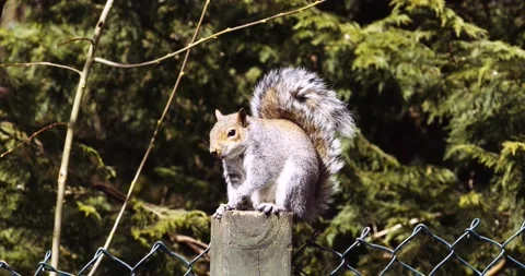 British grey squirrel on fence post Stock Footage 150369101
