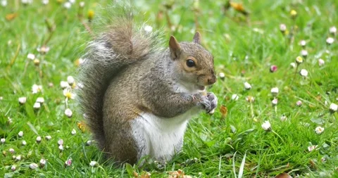 British Grey Squirrel munching on nut in garden Stock Footage