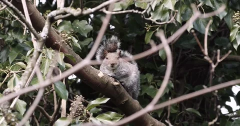 British Grey Squirrel watching from Tree Stock Footage 150304656