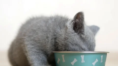 British kitten eating Stock Footage 98358080