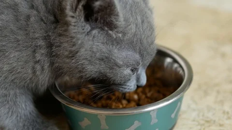 British kitten eating Stock Footage 98358166