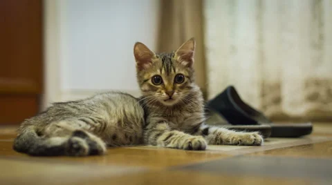 British kitten Stock Footage 34218863