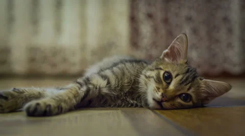 British kitten Stock Footage 34218959