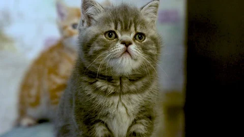 British kitten Stock Footage 100979435