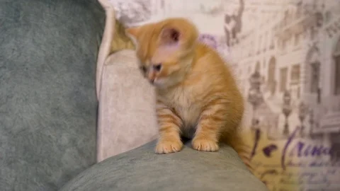 British kitten Stock Footage 100979440