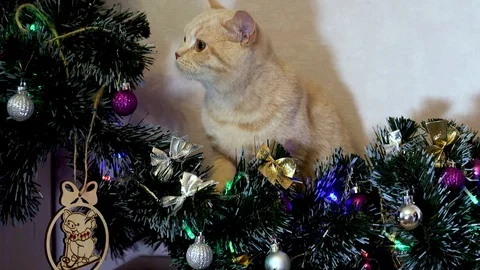 British kitten Stock Footage 100979532