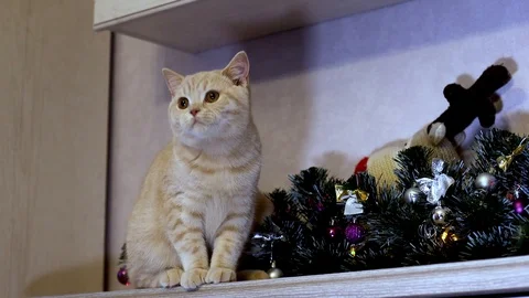 British kitten Stock Footage 100979536