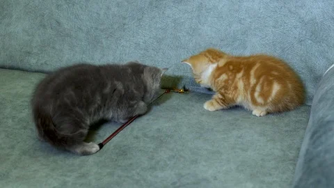 British kitten Stock Footage 100979560