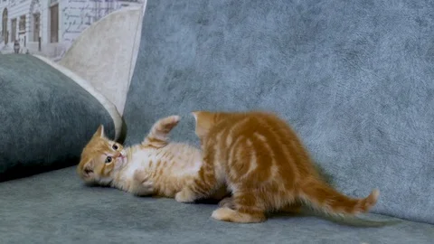 British kitten Stock Footage 100979562