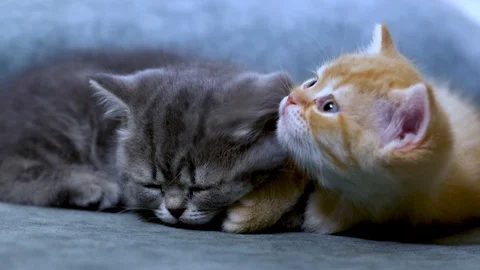 British kitten Stock Footage 100979567