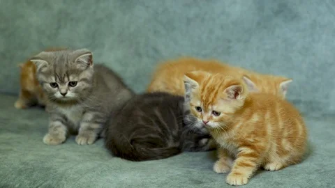 British kitten Stock Footage 100979580