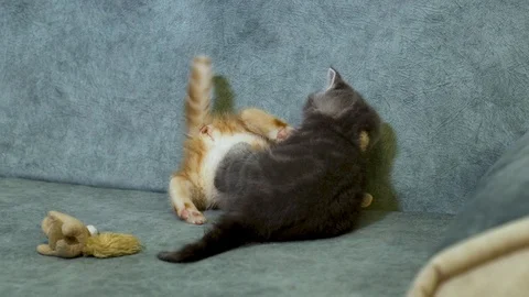 British kitten Stock Footage 100979631