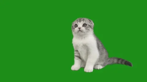British kitten on a green screen Stock Footage 161145317