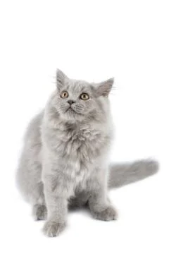 British kitten looking up isolated Stock Photos