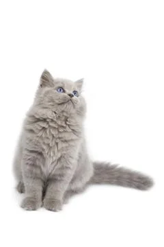 British kitten looking up isolated Foto stock