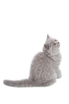 British kitten looking up isolated Stock Photos