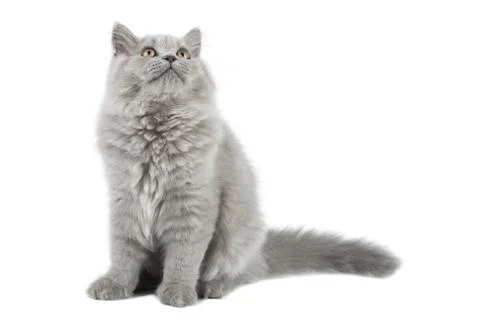 British kitten looking up isolated Stock Photos