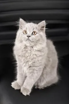 British kitten looking up Stock Photos