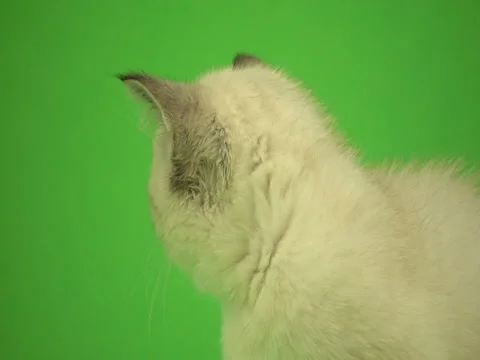 British kitten looking to the side on a green background Stock Footage 80605800