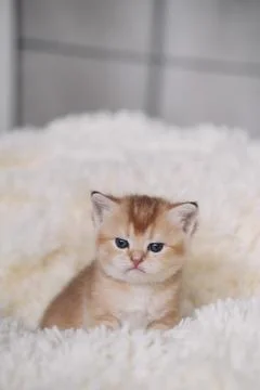 British kitten lying on a white fluffy blanket and looking at the camera Stock Photos