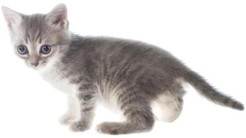 British kitten move Stock Photos