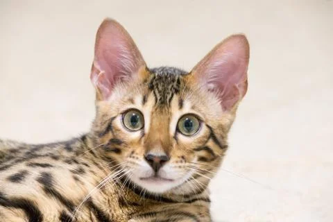 British kitten Foto stock