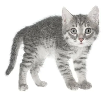 British kitten Stock Photos