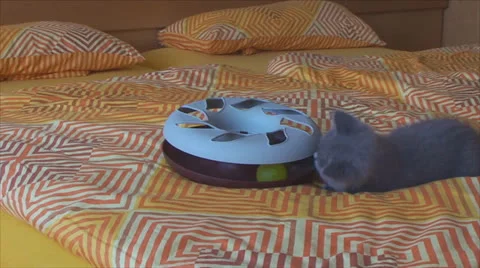 British kitten playing with a toy on the bed Vídeos de archivo 26802062
