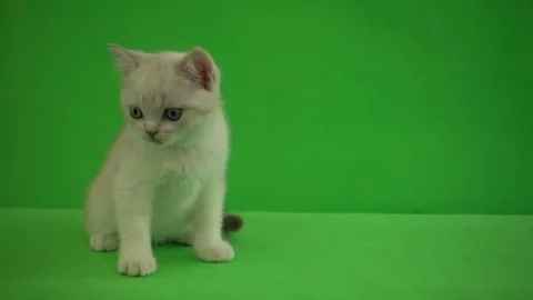 British kitten sits on green background Stock Footage 80111384