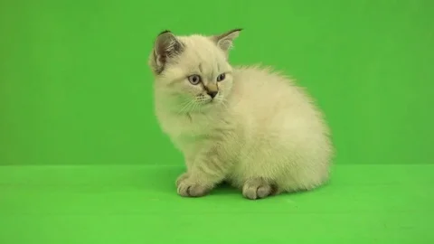 British kitten is staring at the green background Stock Footage 80605541
