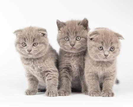 British kitten on white background Stock Photos