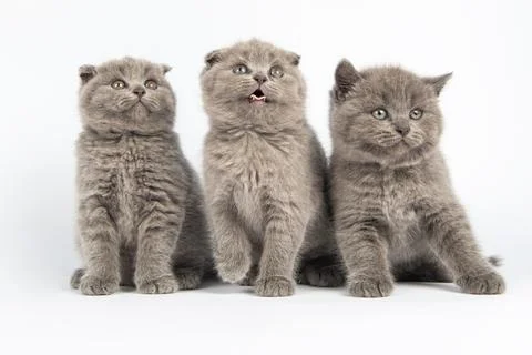 British kitten on white background Stock Photos