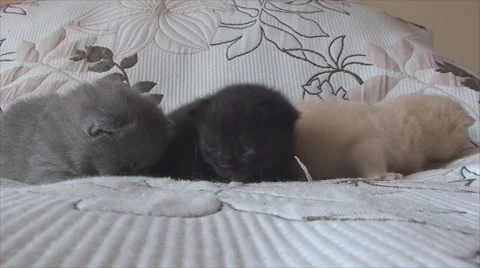 British kittens of different colors lie on the bed Vídeos de archivo 56955600