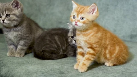 British Kittens Stock Footage 100989281