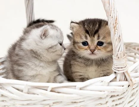 British kittens on a light background Stock Photos