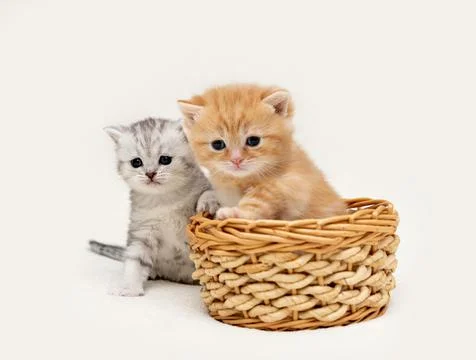 British kittens on a light background Stock Photos
