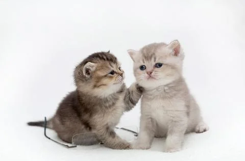 British kittens on a light background Stock Photos