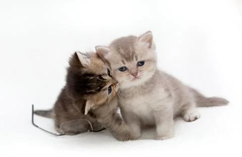 British kittens on a light background Stock Photos