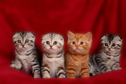 British kittens Stock Photos