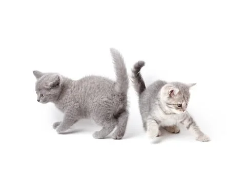 British kittens playing 스톡 사진