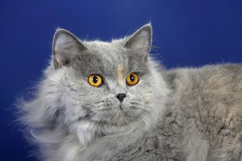 British longhair cat blue tortie Highlander Lowlander Britanica BLH Stock Photos