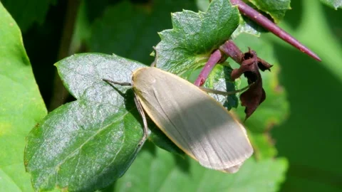 British Moths - Dingy Footman, Eilema griseola Stock Footage 157615323