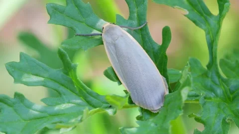 British Moths - Dingy Footman, Eilema griseola Stock Footage 157616091